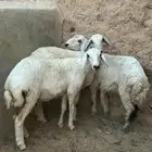 للبيع رحال هرافى