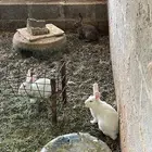 ارانب و حمام للبيع على السوم