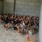 دجاج للبيع في حدود 80ديك كبار