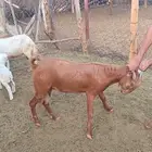 مشروع فحل ادهم