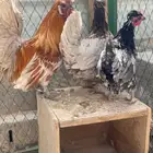 طقم حباحب لون ملون مستوى طيب