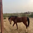 خيل شعبي العمر تقريبا 3 سنوات و 8 شهور مهجن إنقليزي