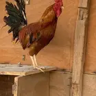 ديك بلدي احمر