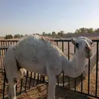 حاشي قصب