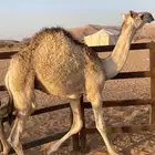 قعود
