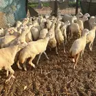خرفان ورخال بلدي 800 ريال