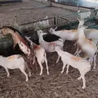 لتجار الجمله والملاحم متوفر غنم وقعدان ممتازه للبيع