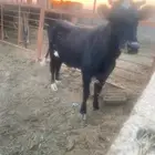 بقره دافع للبيع