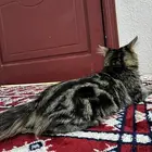 قطو لتبني الحناكية