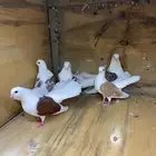 حمام جاوى