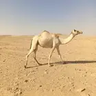 ناقه لقحه للبيع