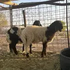 هرافي نعيم
