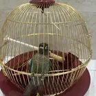 للبيع ببغاء كنيور بلو شيك