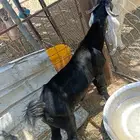 تيوس للبيع