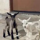 تيس قزمي