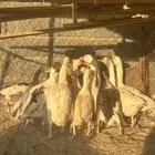 إوز العدد 15