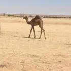الشملي