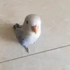 طير روز اليف وهدد داخلي