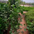 زراعه وحدائق