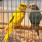 ببغاء دره وطيور حب