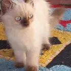 قط شيرازي هيمالايا