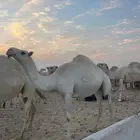 ناقه وضحا لقحه للبيع انباعت