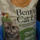 رمل قطط