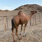 جمل أحمر للبيع