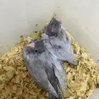 أندر طفره فروخ كروان اميرالد وايت فيس تم البيع