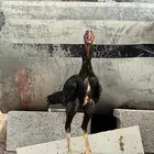 ديك شامو ياباني