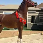 فرس واهو مكس (مبيوعه)