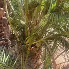 حلوه فنخاء خلاص برحي