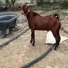 تبس ادهم اوشح للبيع فحل