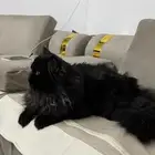 بلاكي للتبني