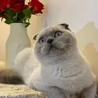 قطة سكوتش للبيع