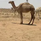 قعود اشعل ولد ذيب ابو عجاريد