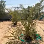 نخيل للبيع