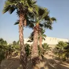 نخل واشنطني متنوع للبيع