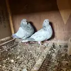 جوز باكستاني ( كمنقر )