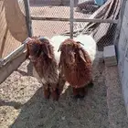 طليان جذعان للبيع