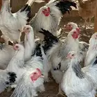 دجاج براهما كولومبي للبيع