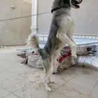 كلب هاسكي