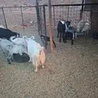 معزا امراح للقناي ومشروطه من الامراض