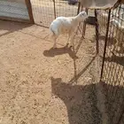 طلي جذع