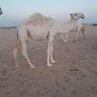 للبيع بكره وضحاء لقيه تنطح جذعه