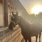 فرس واهو