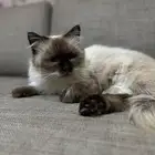 قطة للبيع انثي