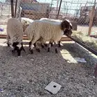 بهم نعيم