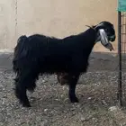 فحل عارضي للبيع