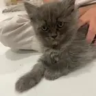 قطط سكوتش عمر شهرين